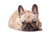 Cute french Bulldog Wall Decal