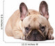 Cute french Bulldog Wall Decal