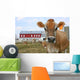 Jersey Cow in a Pasture Wall Mural