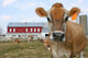 Jersey Cow in a Pasture Wall Mural
