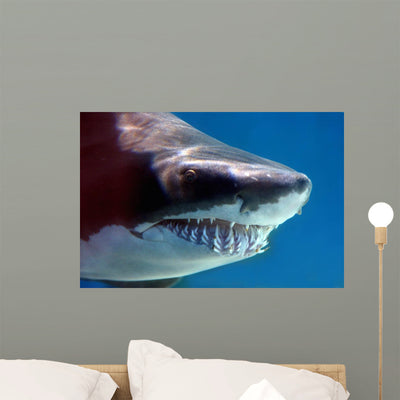 Shark with Mouthful Teeth Wall Decal shown on a wall