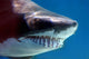 shark with mouthful of teeth Wall Mural