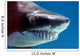 shark with mouthful of teeth Wall Mural