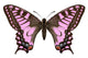 Red Pink Butterfly Machaon Moths Wall Decal