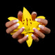 Hand with Yellow Lily