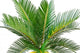 sago palm Wall Decal