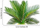 sago palm Wall Decal