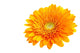 Perfect Orange Gerbera