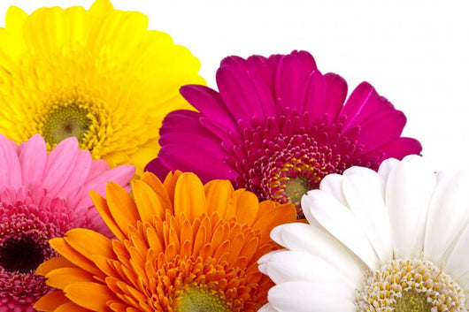Gerber Daisies Wall Decal
