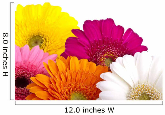 Gerber Daisies Wall Decal