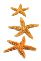 starfishes Wall Decal