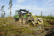 Forest Clearing with Giant