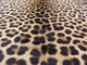 Leopard Skin Wall Mural