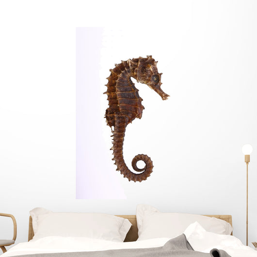 Seepferdchen