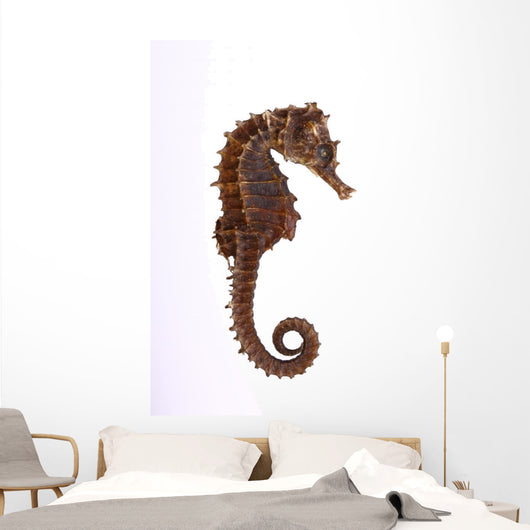 Seepferdchen