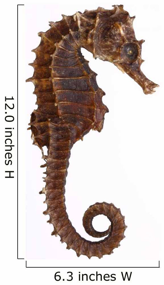 Seepferdchen
