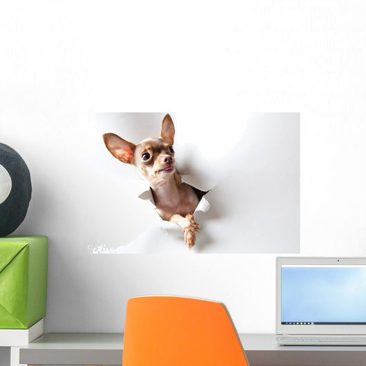 Funny little dog on white Wall Decal