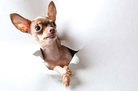 Funny little dog on white Wall Decal