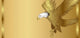 Gold Eagle Background Wall Mural