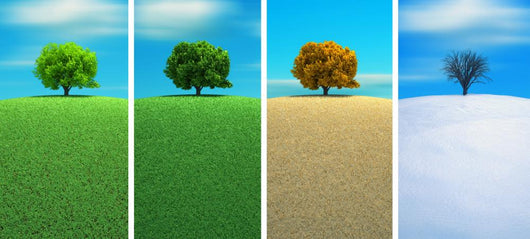 Four Seasons Wall Mural