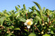 Tea Flower Wall Mural