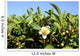 Tea Flower Wall Mural
