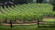 Small Vineyard Wall Decal