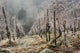 Vineyard Winter Wall Decal
