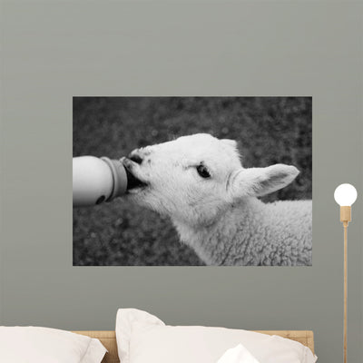Lamb Feeding Wall Decal shown on a wall