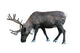 Photo-real Christmas Caribou Wall Decal