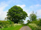 Country Verge Wall Decal