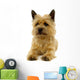 Resting Dog Wall Mural