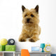 Resting Dog Wall Mural