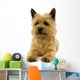 Resting Dog Wall Mural