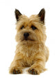 Resting Dog Wall Mural