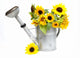 Sunflowers in Watering Can Wall Decal