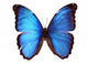 Blue Morpho Butterfly Morpho Godarti Wall Decal