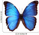 Blue Morpho Butterfly Morpho Godarti Wall Decal