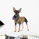 Small dog toy terrier in clothes isolated on white Wall Decal