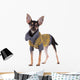 Small dog toy terrier in clothes isolated on white Wall Decal