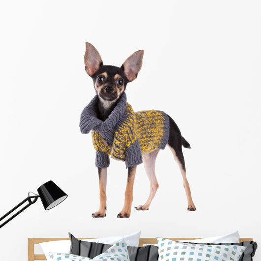 Small dog toy terrier in clothes isolated on white Wall Decal