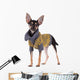 Small dog toy terrier in clothes isolated on white Wall Decal