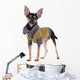 Small dog toy terrier in clothes isolated on white Wall Decal