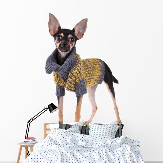Small dog toy terrier in clothes isolated on white Wall Decal