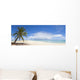 Palm Tree and White