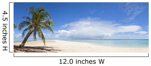 Palm Tree and White