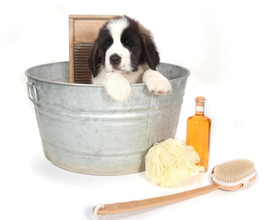 Saint Bernard Puppy in a Washtub Wall Decal