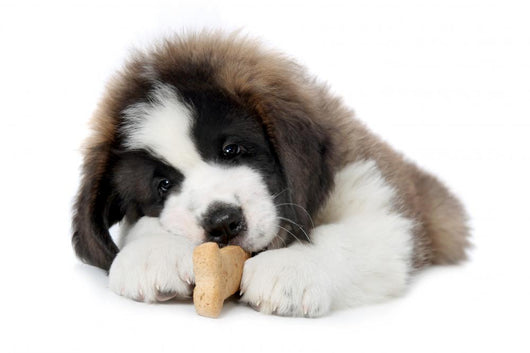 Saint Bernard Puppy Enjoying a Treat Wall Decal