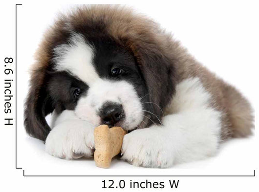 Saint Bernard Puppy Enjoying a Treat Wall Decal