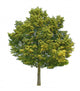 Lime Tree Wall Decal